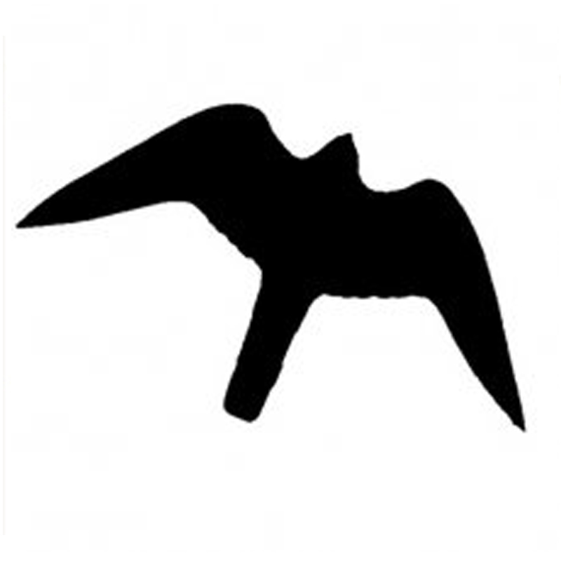 Was_tun_wenn_ein_Vogel_gegen_die_Fensterscheibe_fliegt_-_Foto_03_Sentinelle-noire