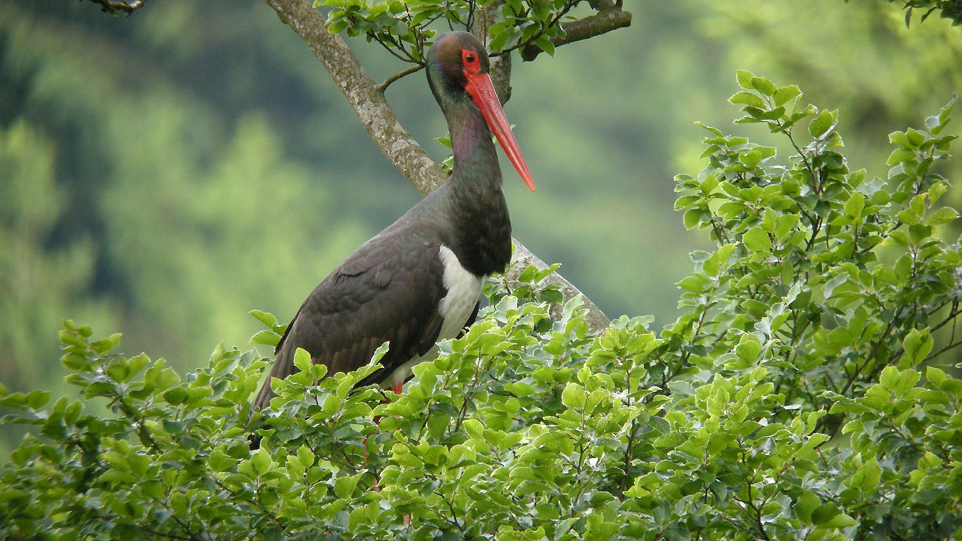 AVES Ostkantone VoG
