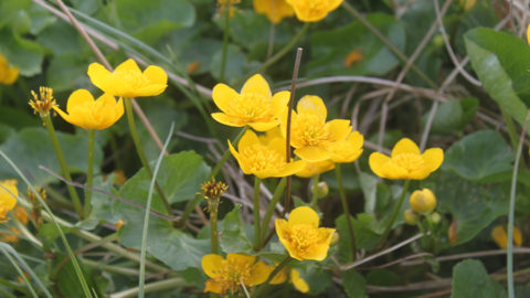 - Sumpfdotterblume (Caltha palustris) -