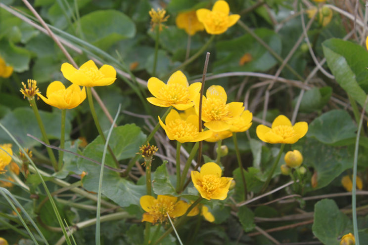 - Sumpfdotterblume (Caltha palustris) -
