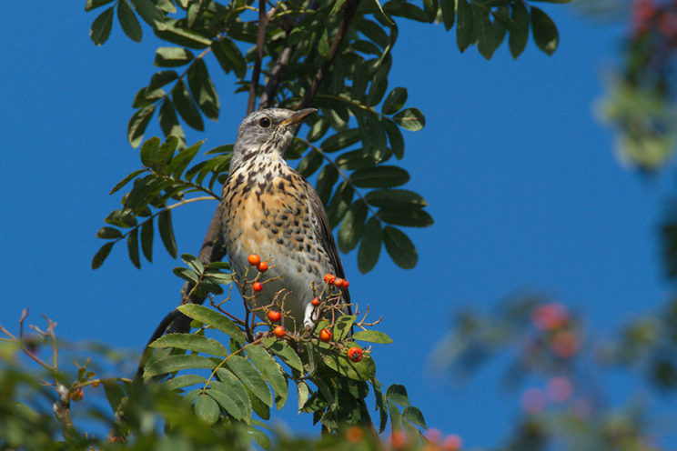 - Wacholderdrossel (Turdus pilaris) -