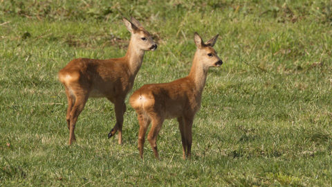 - Reh (Capreolus capreolus) -