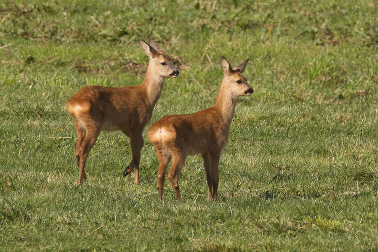 - Reh (Capreolus capreolus) -