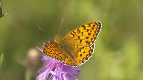 - Kaisermantel (Argynnis paphia) -