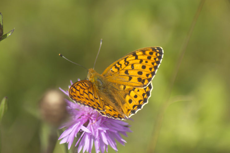 - Kaisermantel (Argynnis paphia) -