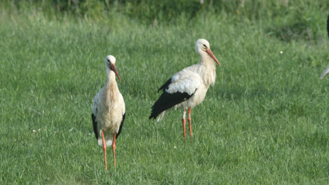 - Weißstorch (Ciconia ciconia) -