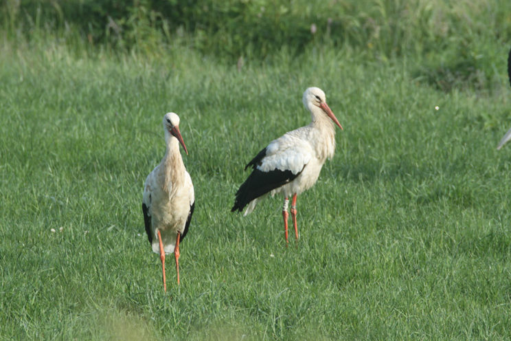 - Weißstorch (Ciconia ciconia) -