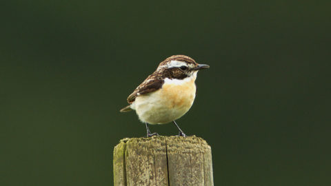 - Braunkehlchen, Männchen (Saxicola rubetra) -