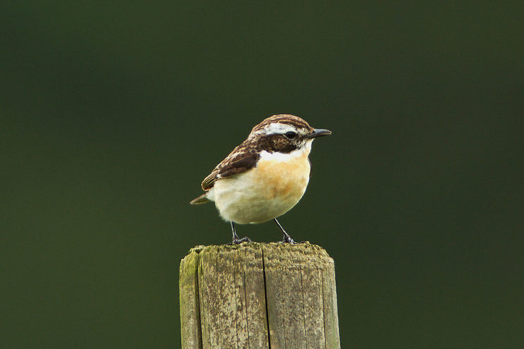 - Braunkehlchen, Männchen (Saxicola rubetra) -