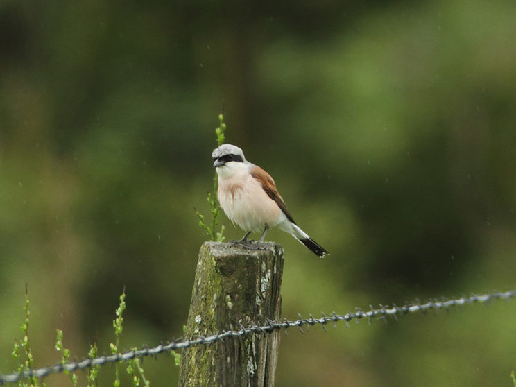 - Neuntöter (Lanius collurio) -