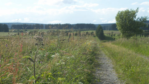 - Wiesenlandschaft in der Nähe des Rurtals -