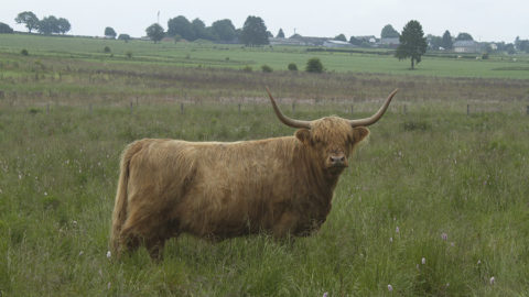 - Naturpflege mittels alter Rinderassen -