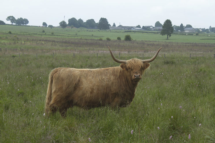 - Naturpflege mittels alter Rinderassen -
