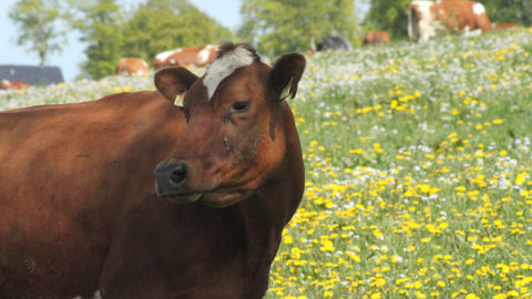 - Alte Eifeler Rinderrasse, die Rotbunte -