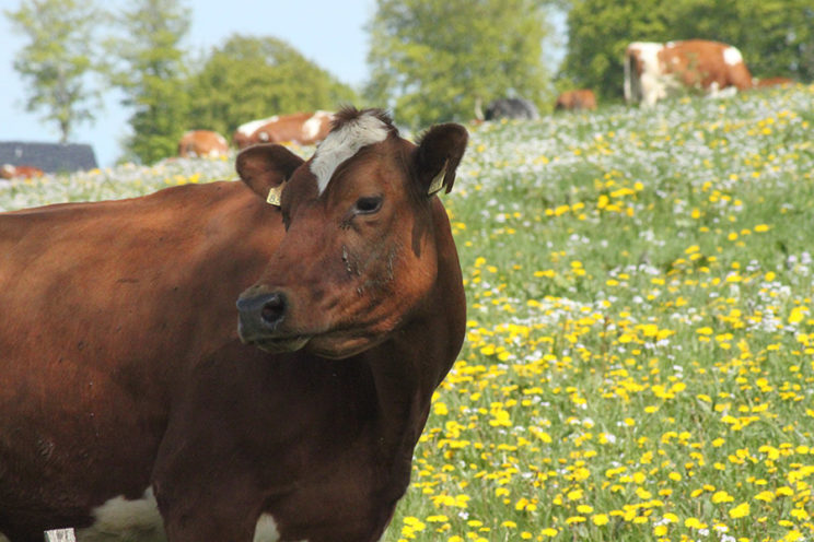 - Alte Eifeler Rinderrasse, die Rotbunte -