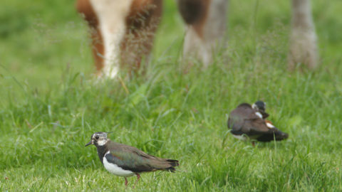 - Kibitz (Vanellus vanellus) -