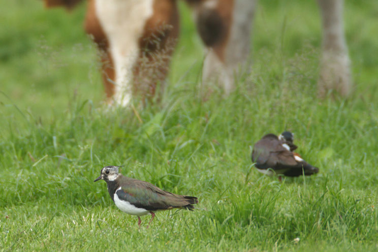 - Kibitz (Vanellus vanellus) -