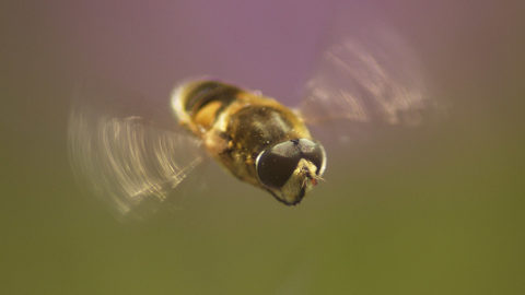 - Große Schwebfliege (Syrphus ribesii) -