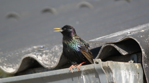 - Star (Sturnus vulgaris) -