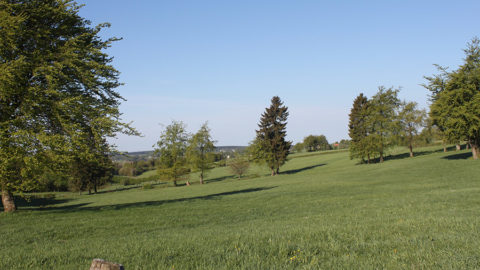 - Wiesenlandschaft bei Hünningen/Büllingen -