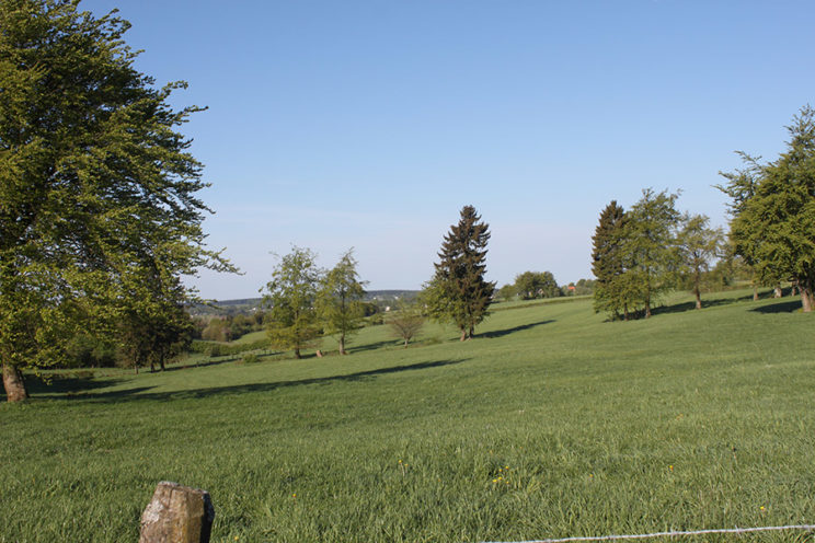 - Wiesenlandschaft bei Hünningen/Büllingen -