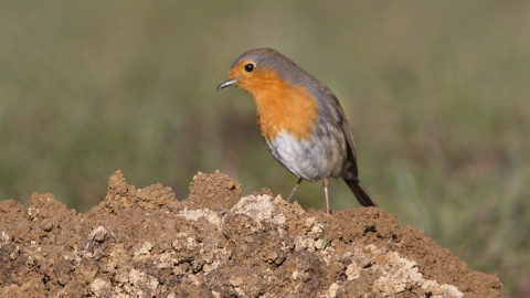 - Rotkehlchen (Erithacus rubecula) -