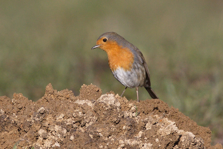 - Rotkehlchen (Erithacus rubecula) -