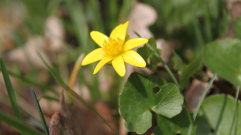 - Scharbockskraut (Ranunculus ficaria) -