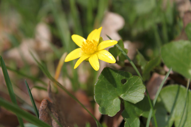 - Scharbockskraut (Ranunculus ficaria) -