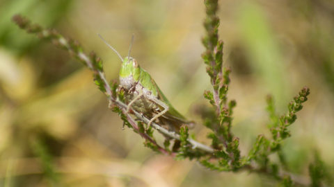 - Gemeiner Grashüpfer (Chorthippus parallelus) -