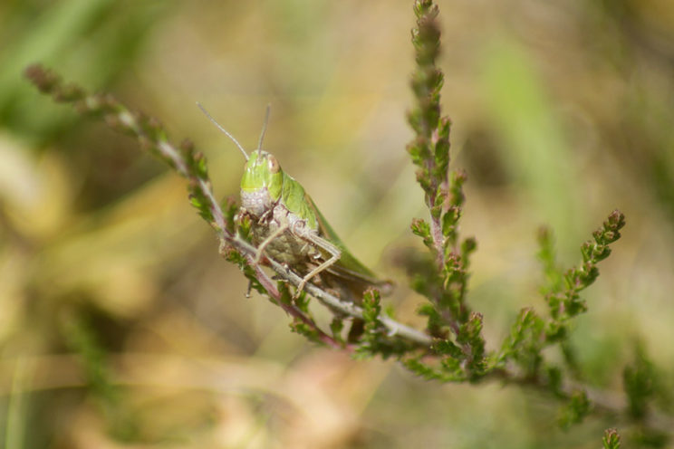 - Gemeiner Grashüpfer (Chorthippus parallelus) -