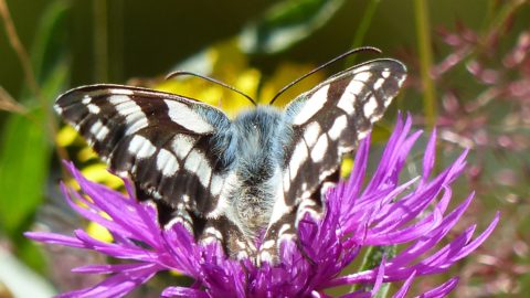 Dreiborn Hochfläche Schachbrett Melanargia galathea - Flur Kornschlag bei Dedenborn H Weishaupt 2