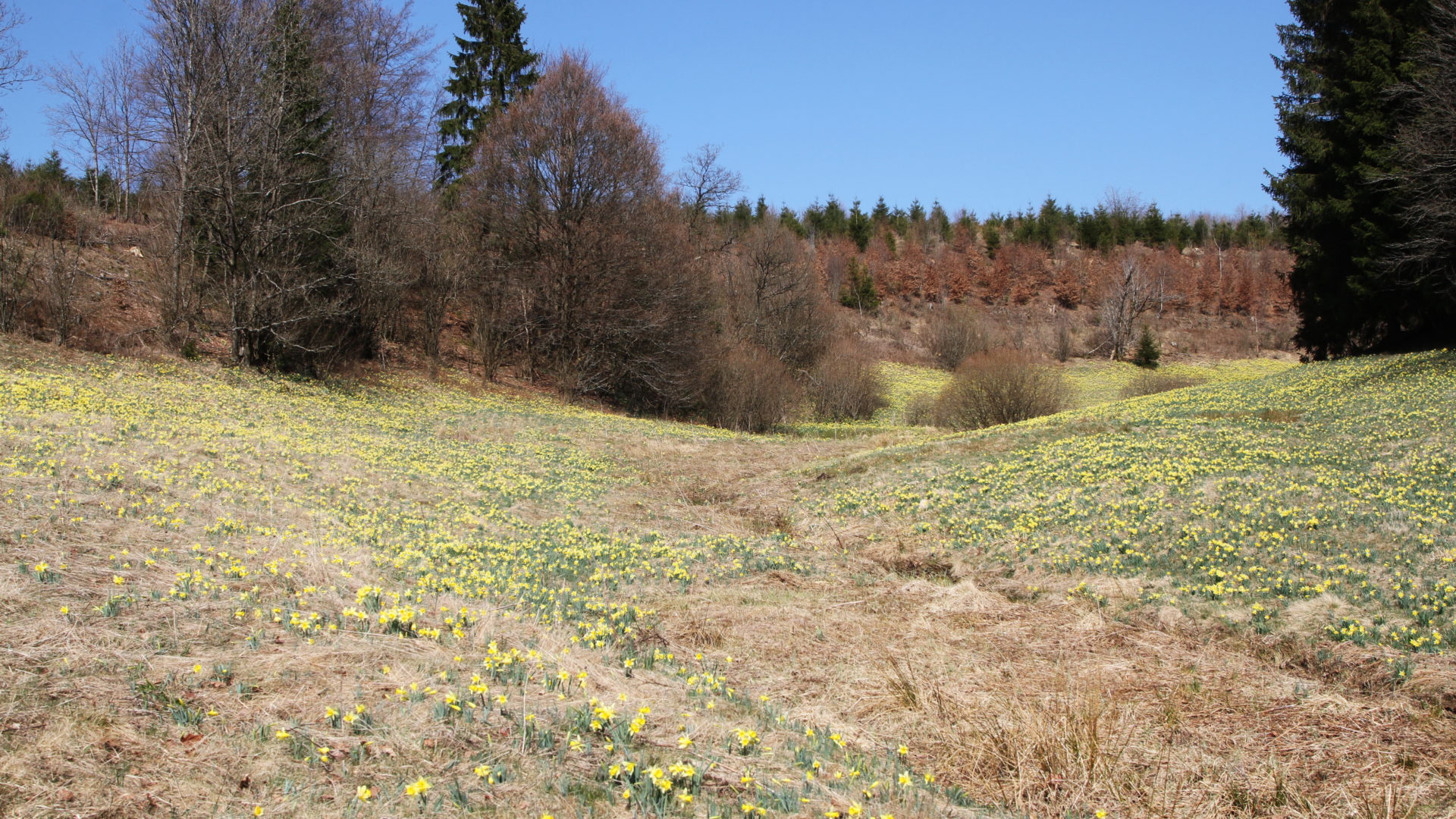 AVES Ostkantone VoG