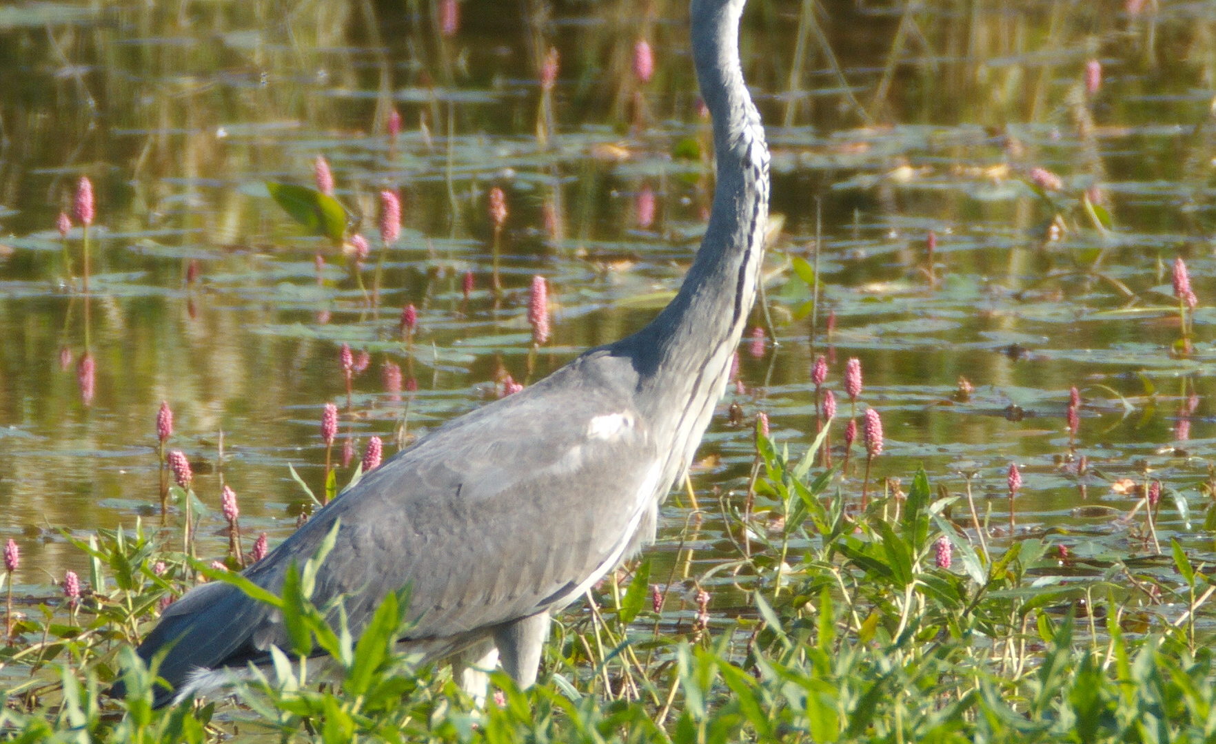 AVES Ostkantone VoG