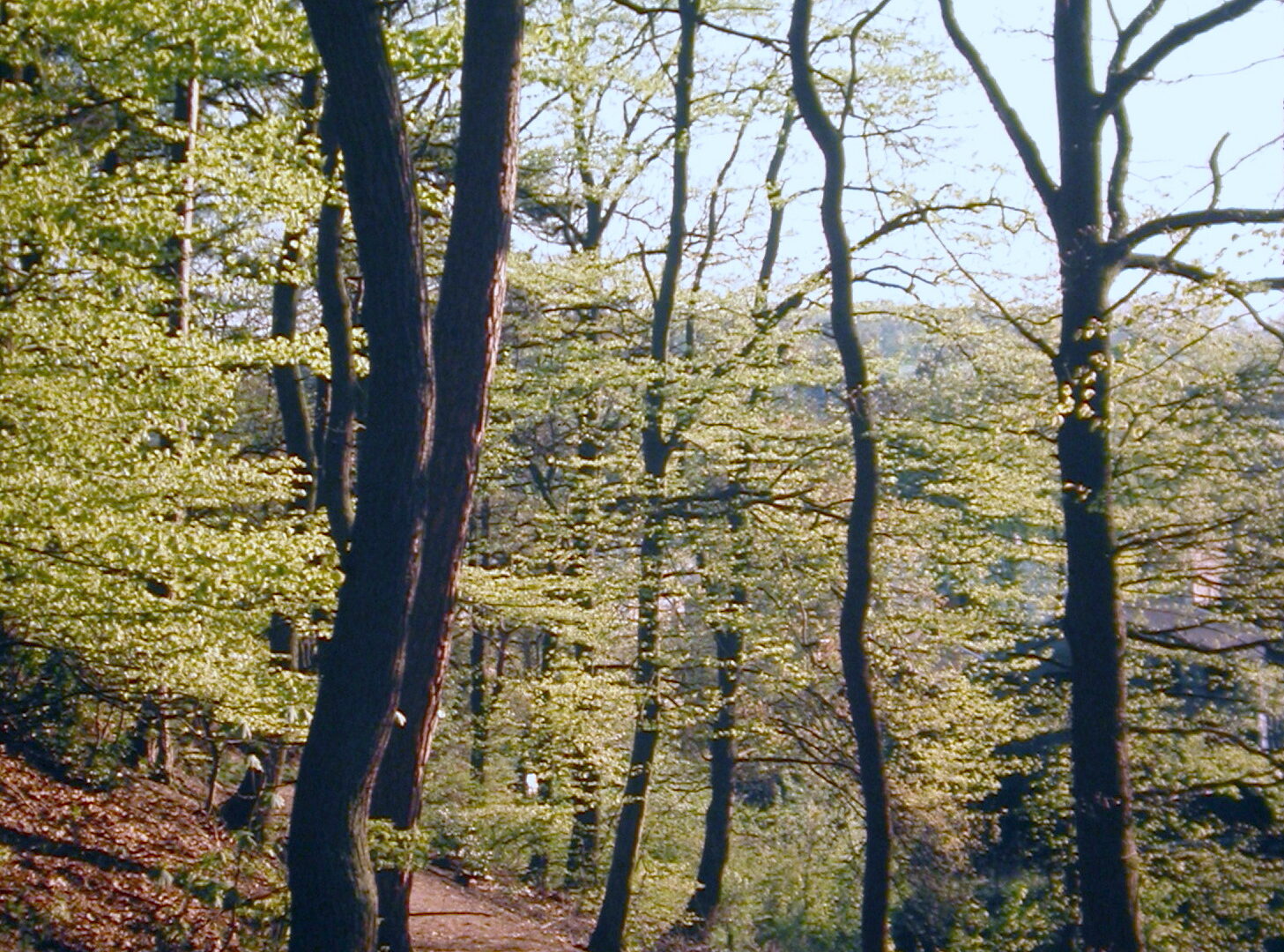 AVES Ostkantone VoG